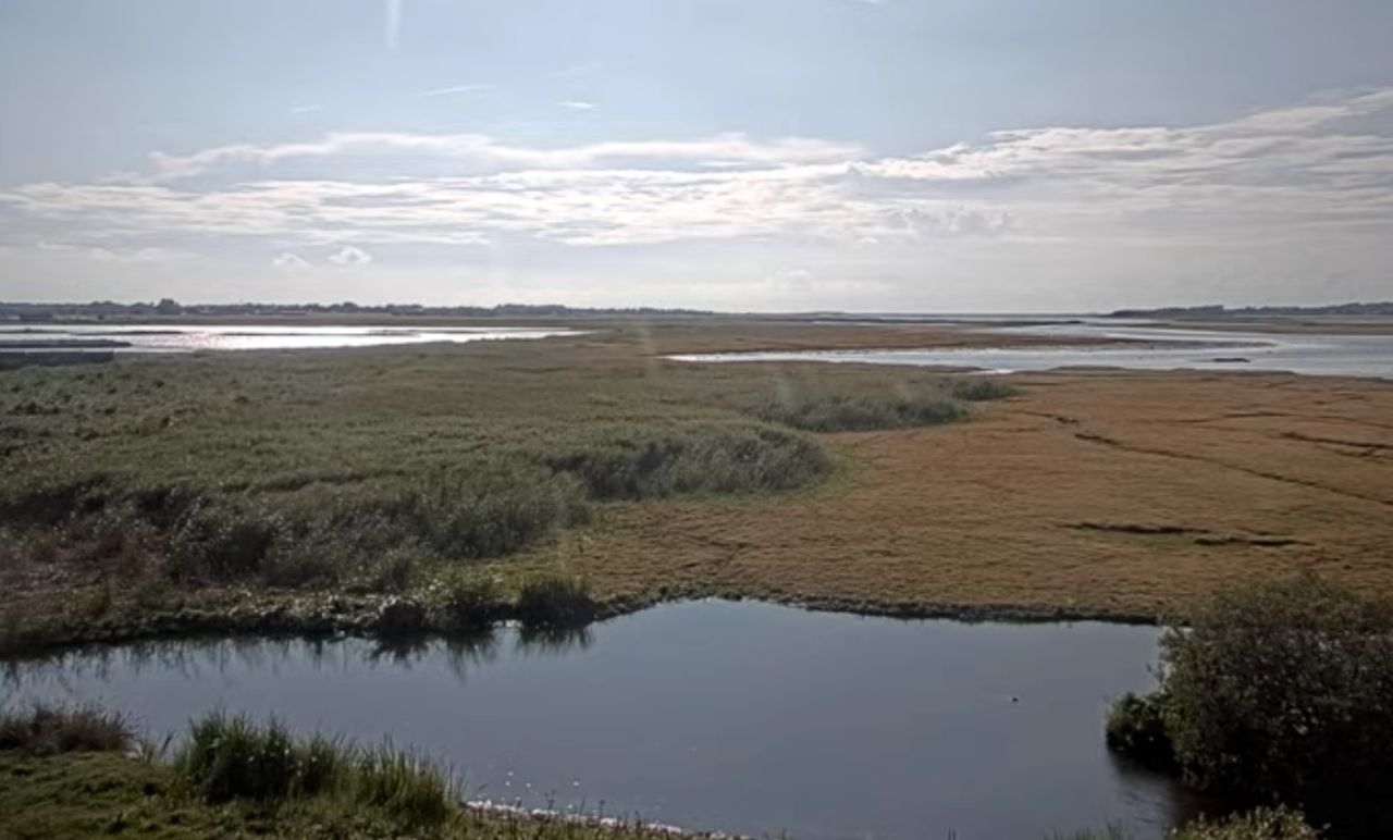 Getterön Nature Reserve Live Webcam – Varberg, Sweden