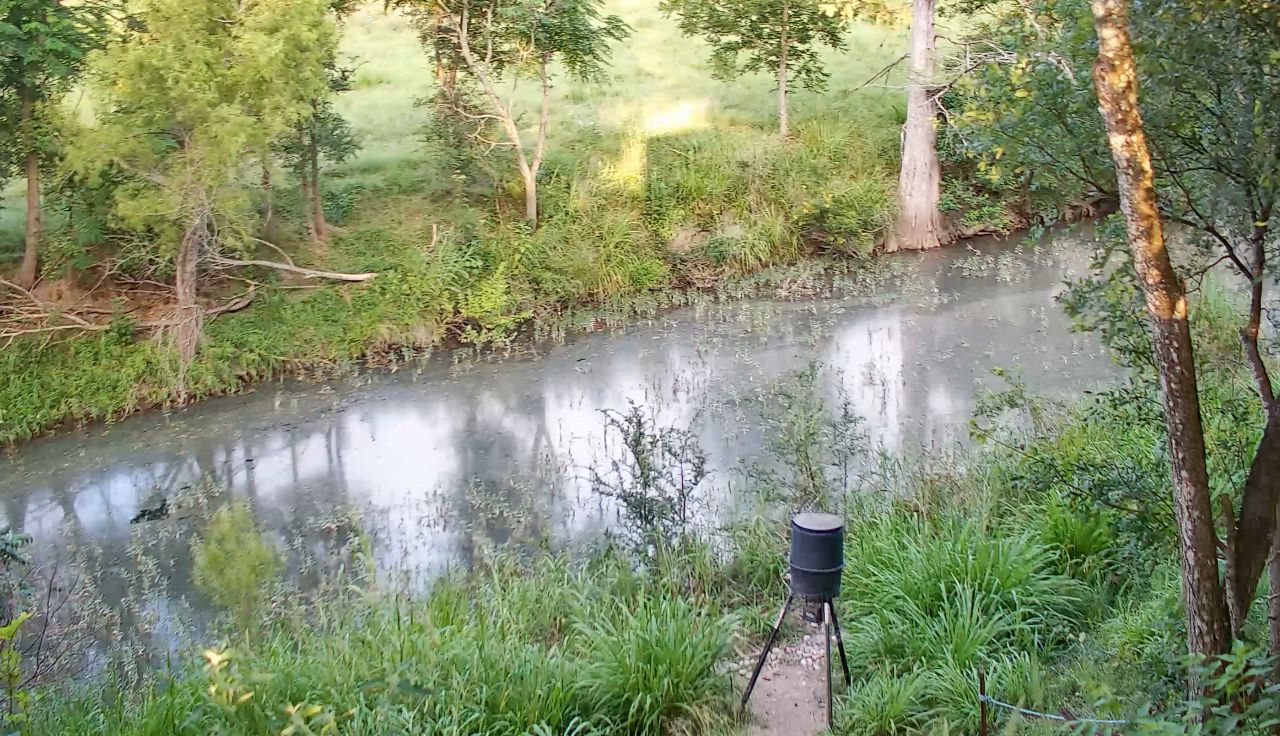 Live Deer Feeder Cam – Center Point, Texas