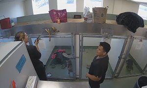 Happy Tails Dog Daycare Live Webcam 2 New In Dallas, Texas