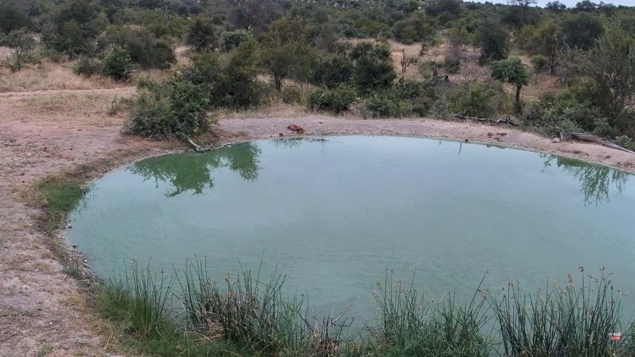 Live Webcam Greater Kruger National Park – South Africa