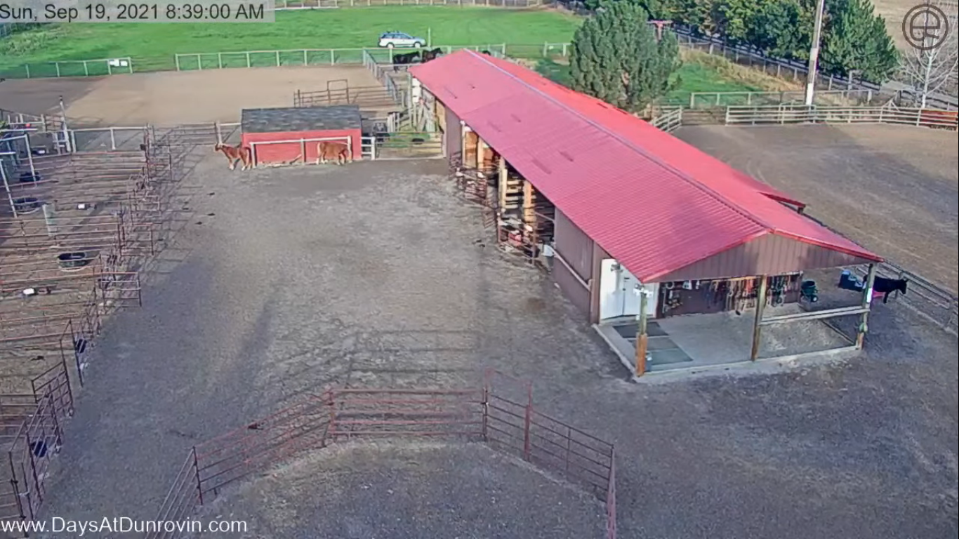 Dunrovin Ranch Live Webcam – Lolo, Montana