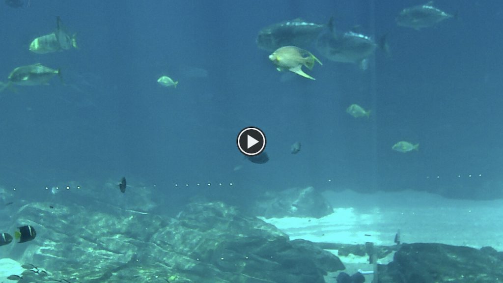 Atlanta Georgia Aquarium Webcam