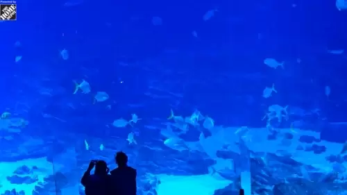 Georgia Aquarium Live Webcam – Atlanta, Georgia