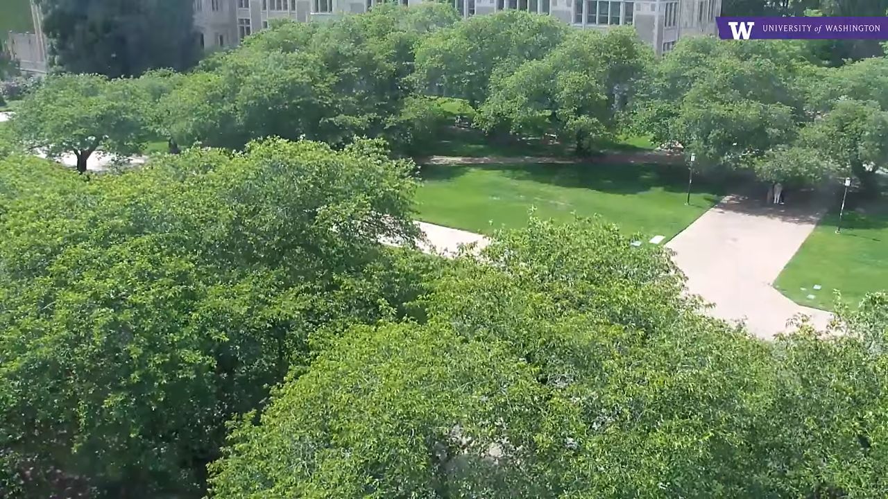 University of Washington Cherry Blossom Live Webcam