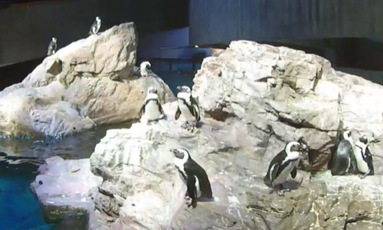 Live Webcam Penguin Colony – Boston Aquarium