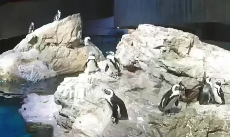 Live Webcam Penguin Colony – Boston Aquarium