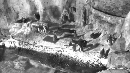Aquarium of the Pacific Live Webcams