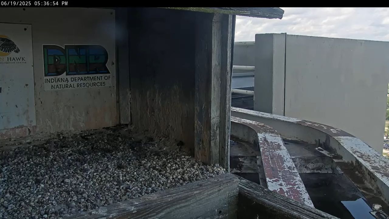 Indiana Michigan Power Falcon Live Webcam – Fort Wayne, IN