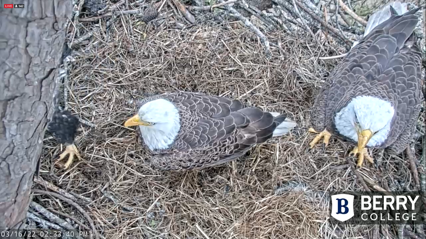 Berry College Eagles Cam – Mt Berry, Georgia | Live Video