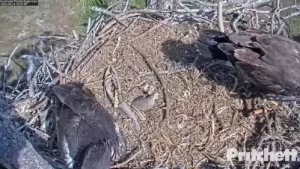 Southwest Florida Eagle Webcam- Bald Eagle Country Live Cams