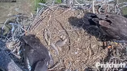 Southwest Florida Eagle Webcam- Bald Eagle Country Live Cams