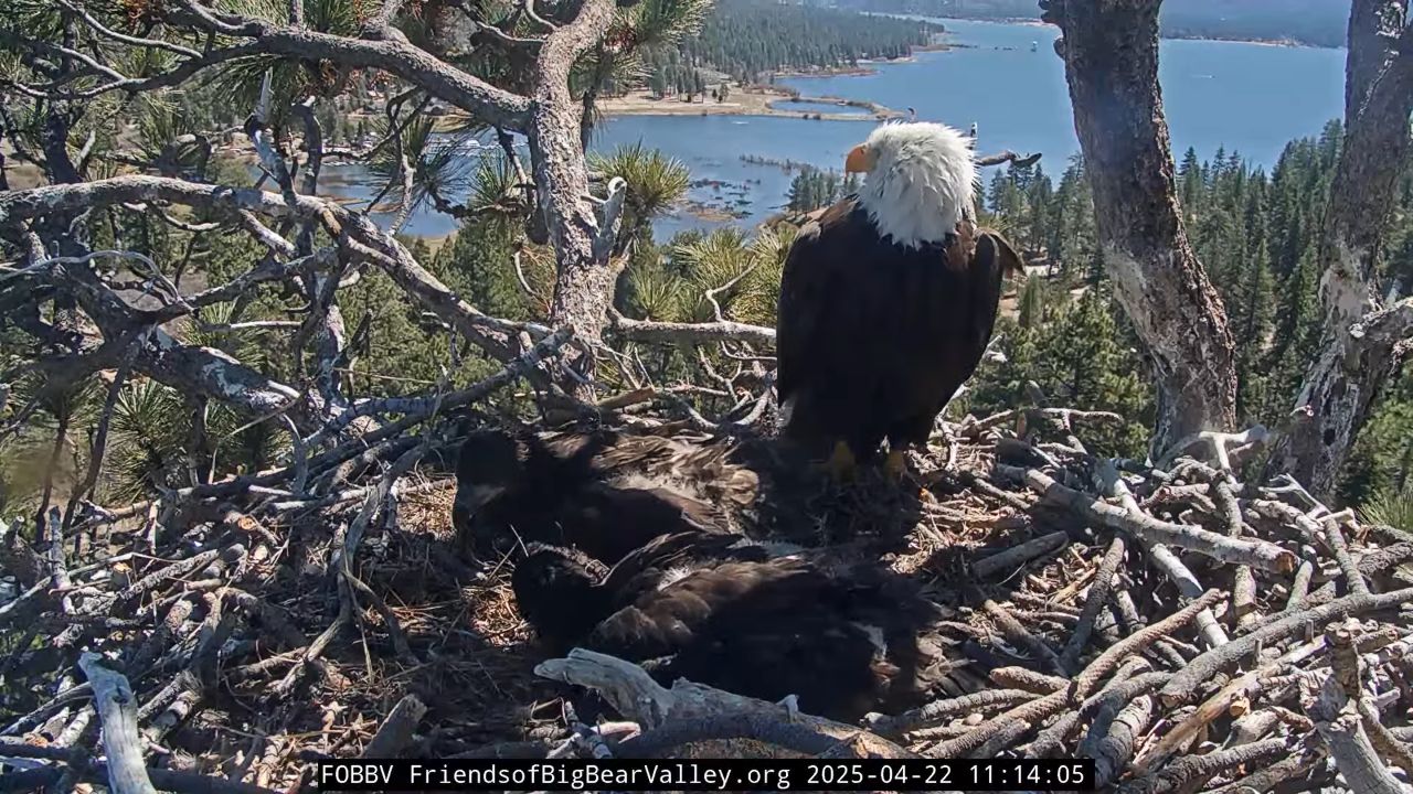 Big Bear Bald Eagle Cam