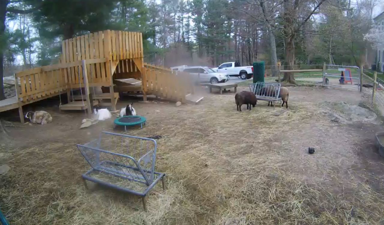 Fainting Goats Live Webcam – Sherborn, Massachusetts