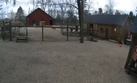 Unity Farm Sanctuary Live Webcam Sherborn, Massachusetts