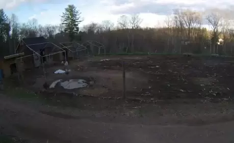 Pigs Live Webcam – Unity Sanctuary Farm – Sherborn, MA