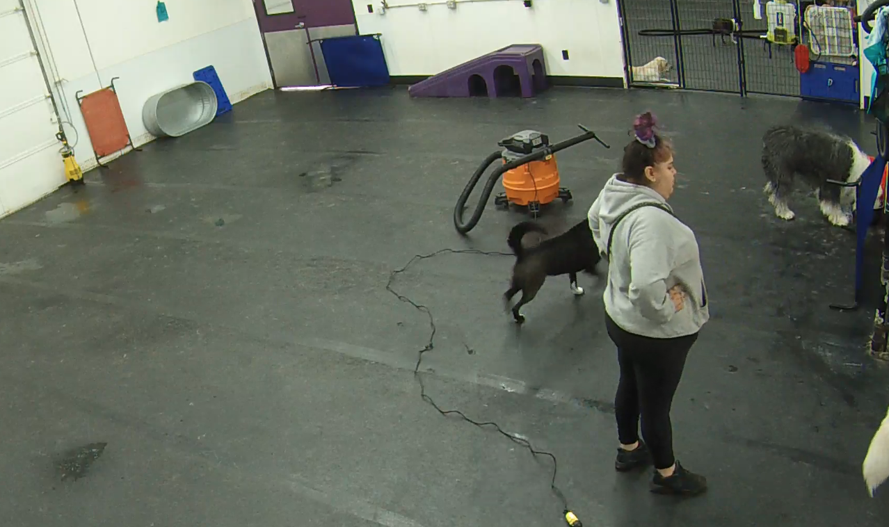 Barkzone Doggy Daycare Webcams in Beaverton, Oregon