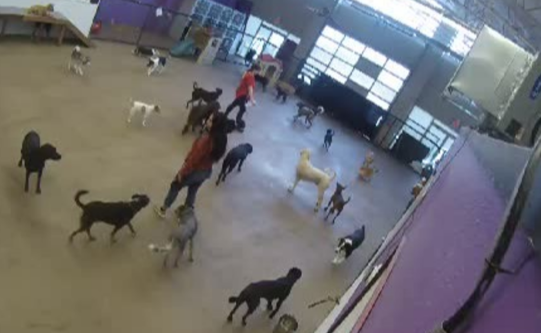BarkZone Dog Boarding & Grooming Live Webcams Portland, OR
