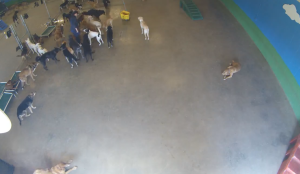 Lucky Dog Pet Lodge Live Webcams