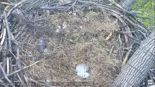 National Arboretum Eagle Cam – Washington DC