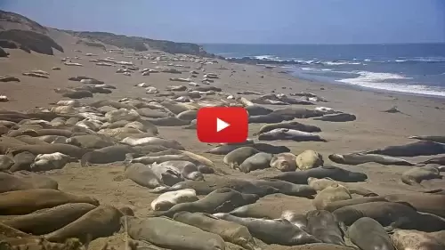  piedras Blancas Rookery Live Webcam New