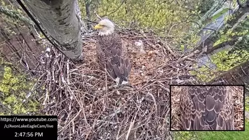 Avon Lake Eagle Cam – Ohio