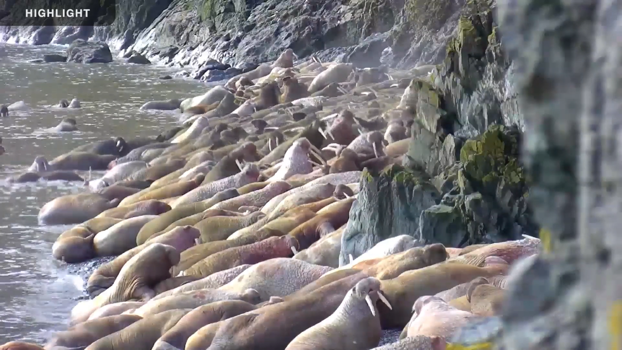Walrus Beach Webcam, Round Island, Alaska