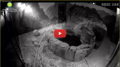 National Zoo Panda Cam, Smithsonian, Dc New