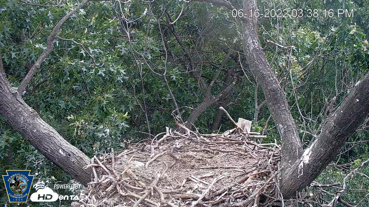 Hanover Eagle Cam, PA