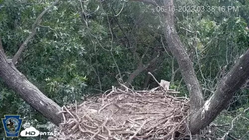 Hanover Eagle Cam, PA