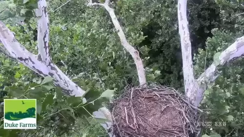 Duke Farms Eagle Cam, Hillsborough NJ
