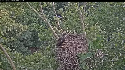 ETSU Eagle Cam, Johnson City TN