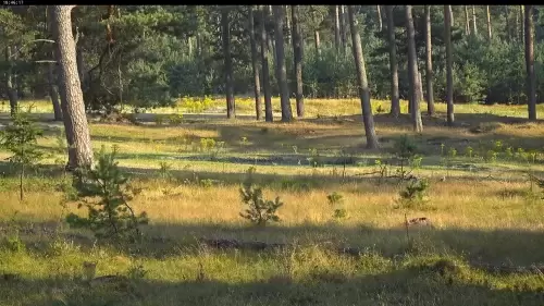 Webcam Hoge Veluwe | Het Nationale Park – Hoenderloo