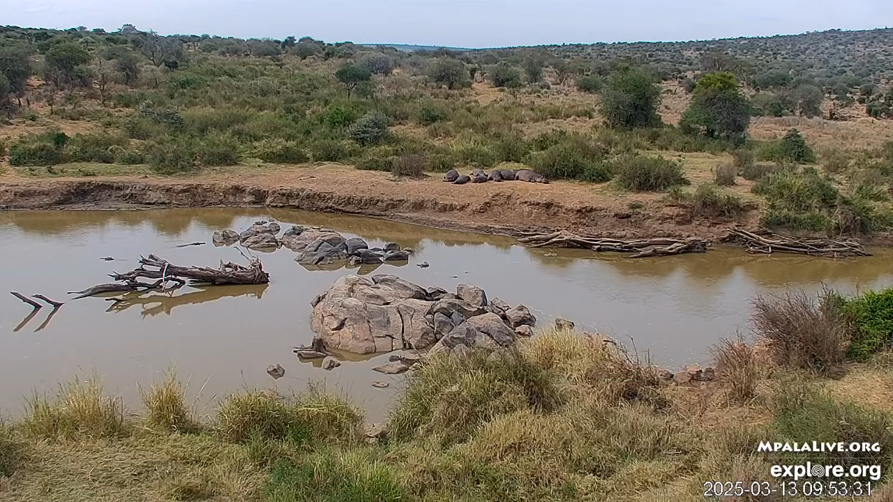 African Safari Live Webcam | South Africa