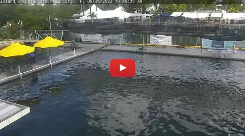 Island Dolphin Care Key Largo Live Webcam Island Dolphin Care Key Largo Live Webcam