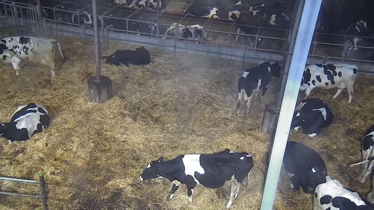 Brandenburg state Live Webcams in Germany