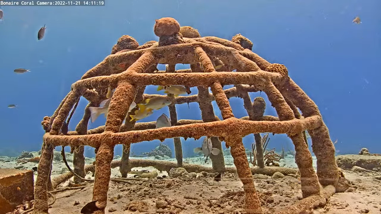 Live Webcam Harbour Village – Bonaire Island