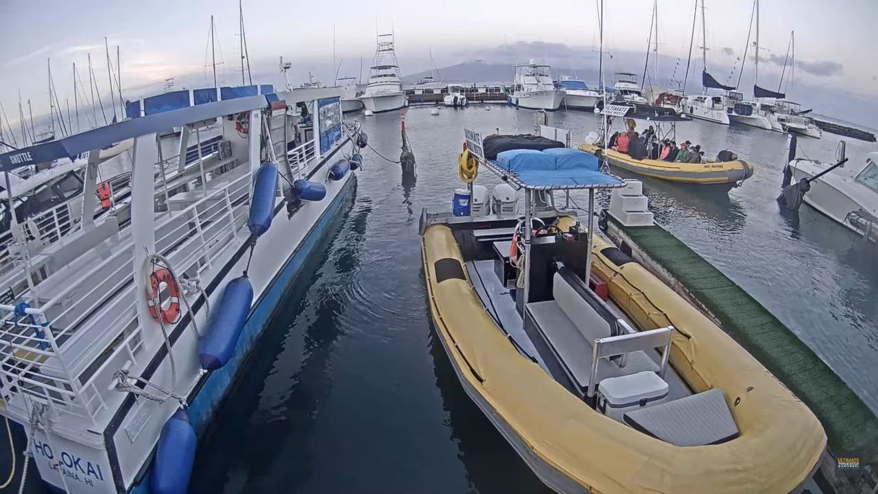 Ultimate Whale Watch & Snorkel | Lahaina, HI