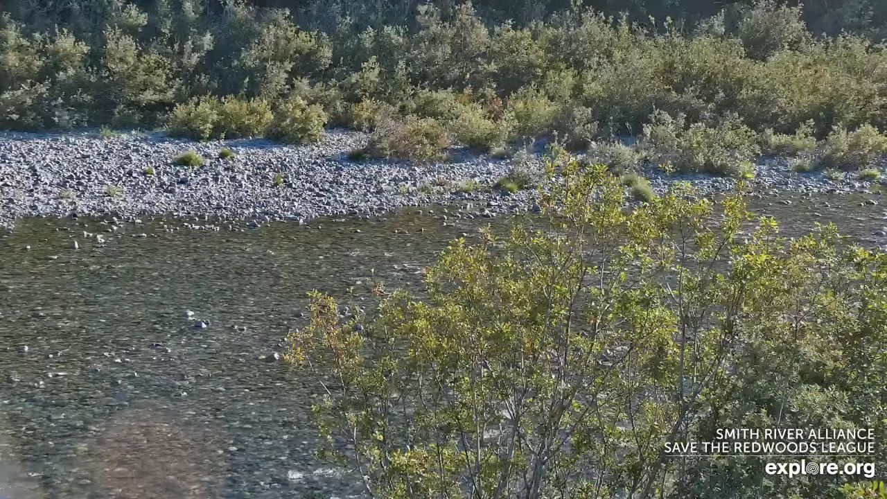 Live Webcam Redwoods Jedediah Smith State Park