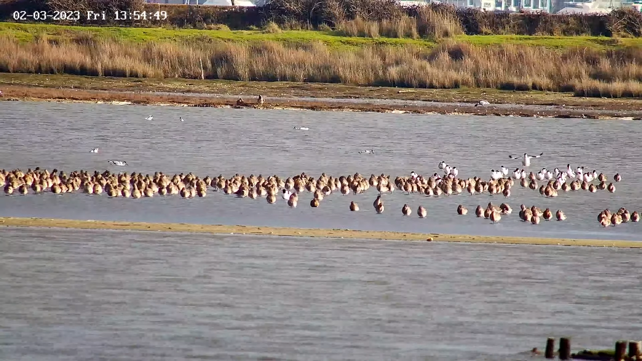 Webcam Poole Harbour | Dorset, England, UK