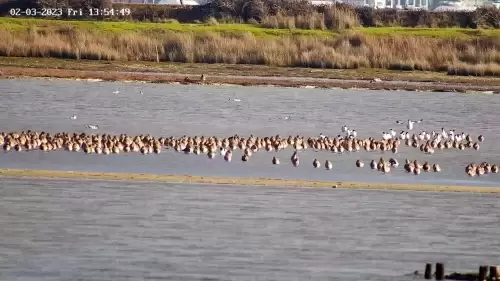 Webcam Poole Harbour | Dorset, England, UK