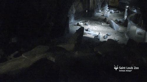 Saint Louis Zoo Live Webcam