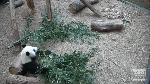 Zoo Atlanta – Fun At The Zoo! – Live Webcam | Georgia