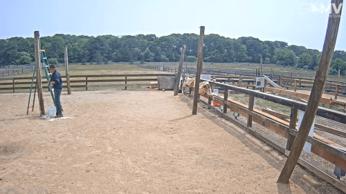 Alpaca Farm Martha’s Vineyard Live Webcam