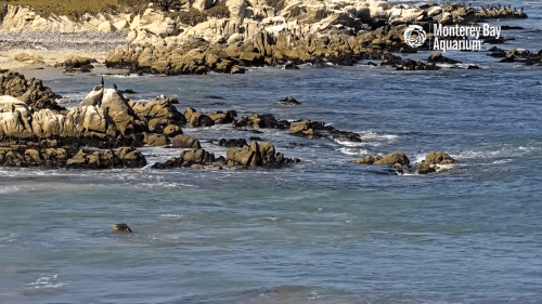 Monterey Webcams – California