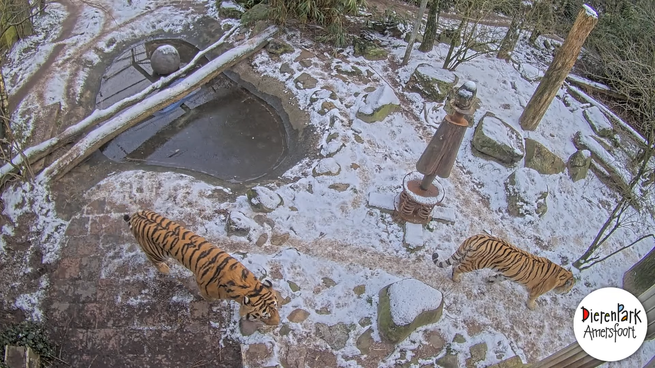 Webcam Dierenpark Amersfoort, Utrecht, Netherlands