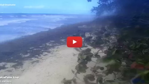 Coco La Palm Beach Live Webcam In Jamaica New