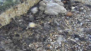 Madison Wisconsin Live Webcam