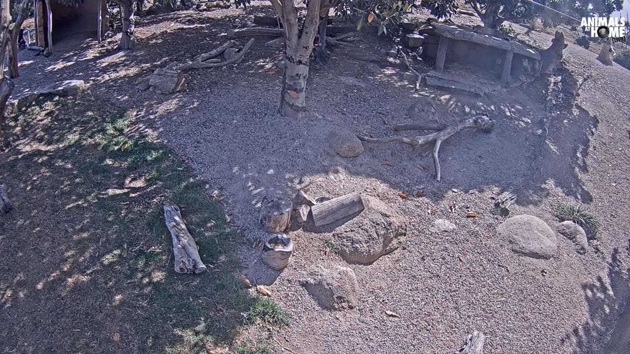 Werribee Zoo Victoria – Lion Cub Cam – South VIC, AUS