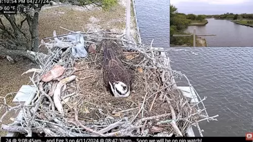 Carova Beach Webcam | Osprey | North Carolina
