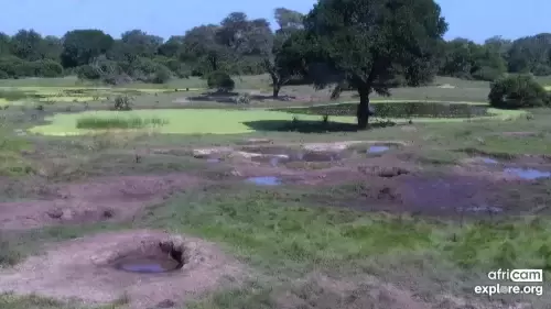 Africa Webcams Live Streaming HD